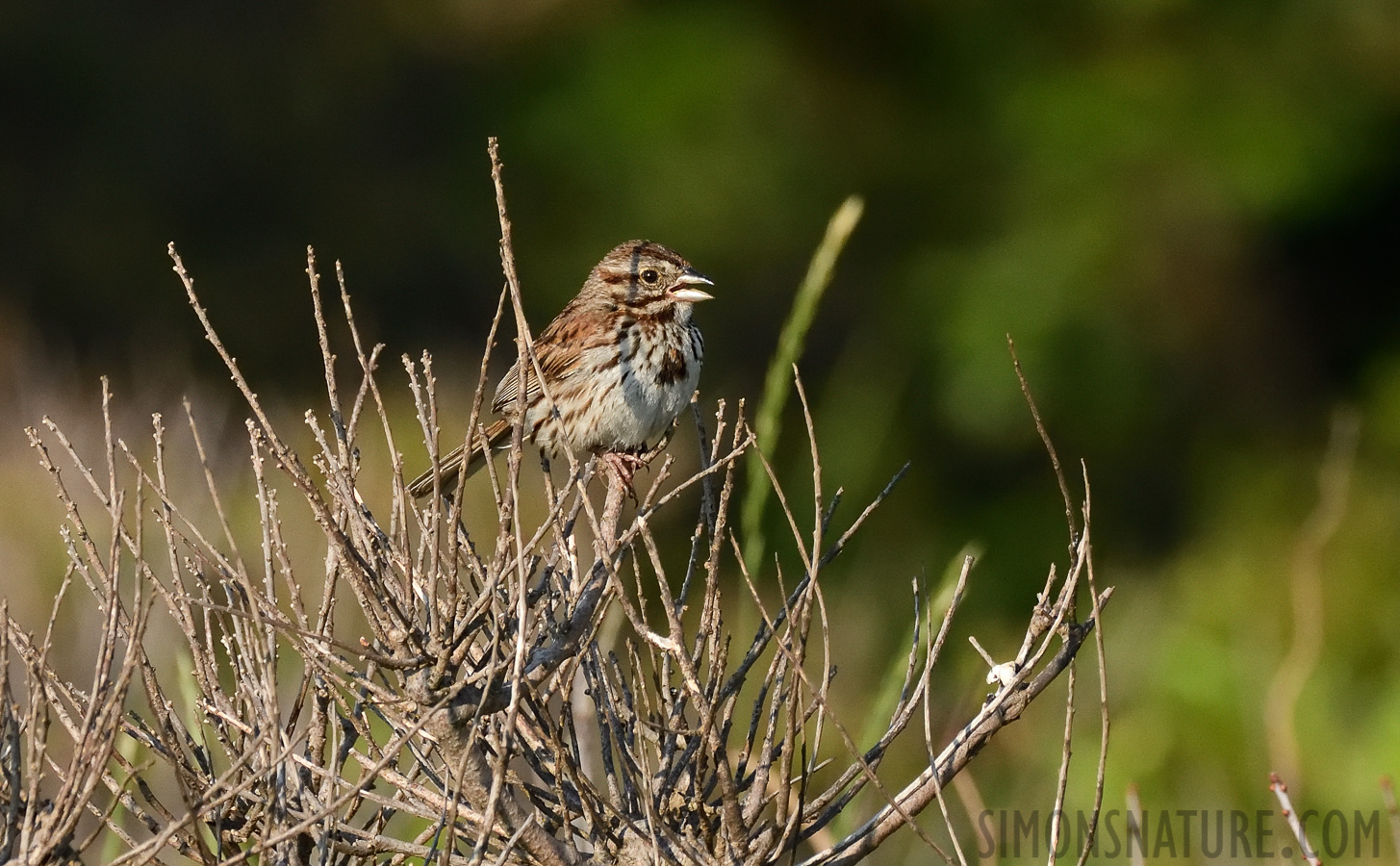 Melospiza melodia melodia [400 mm, 1/1250 sec at f / 9.0, ISO 1600]